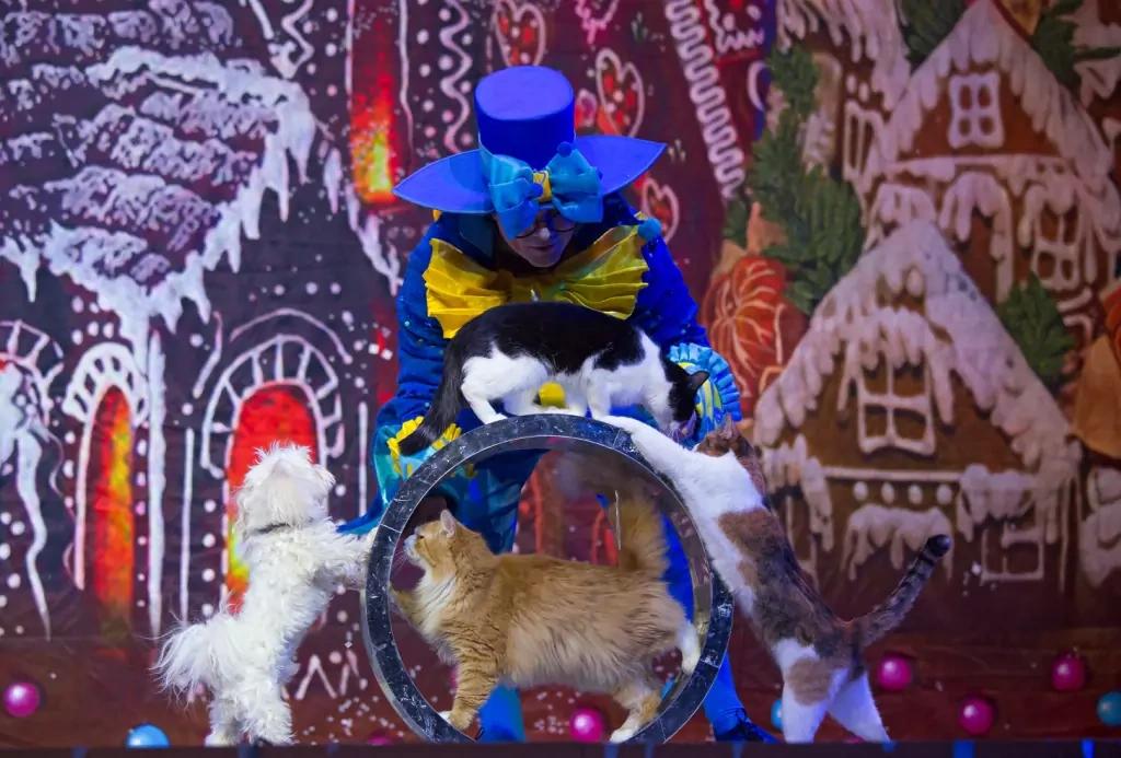Event image Волшебные кошки